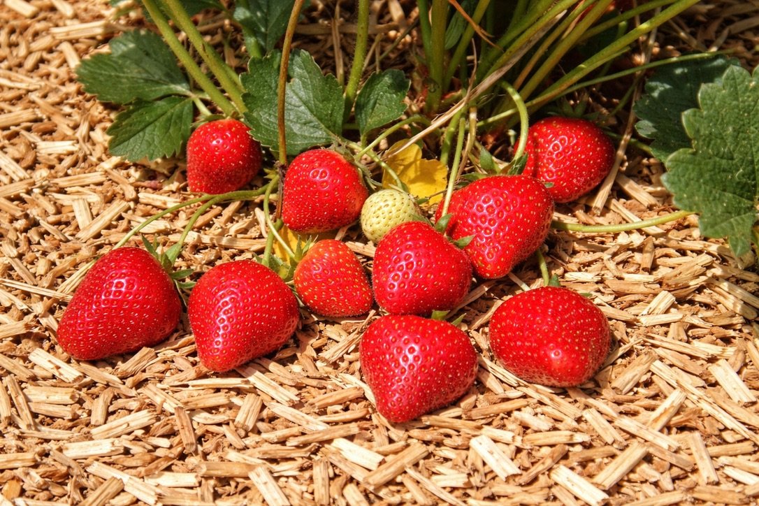 a46b900b 65ba 47af a8e5 0e43e40cb639 1 105 c